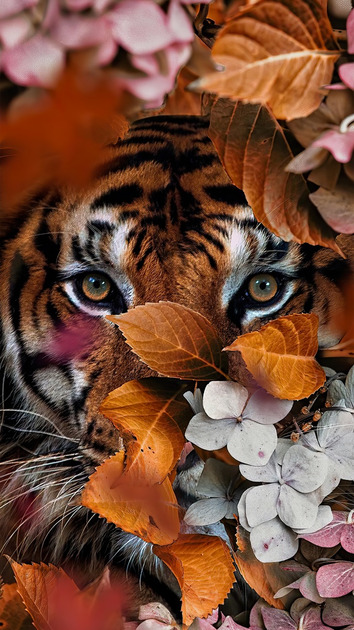 Tiger With Flowers, Bengal Tiger, Lion, Felidae, Flower. Wallpaper in 720x1280 Resolution