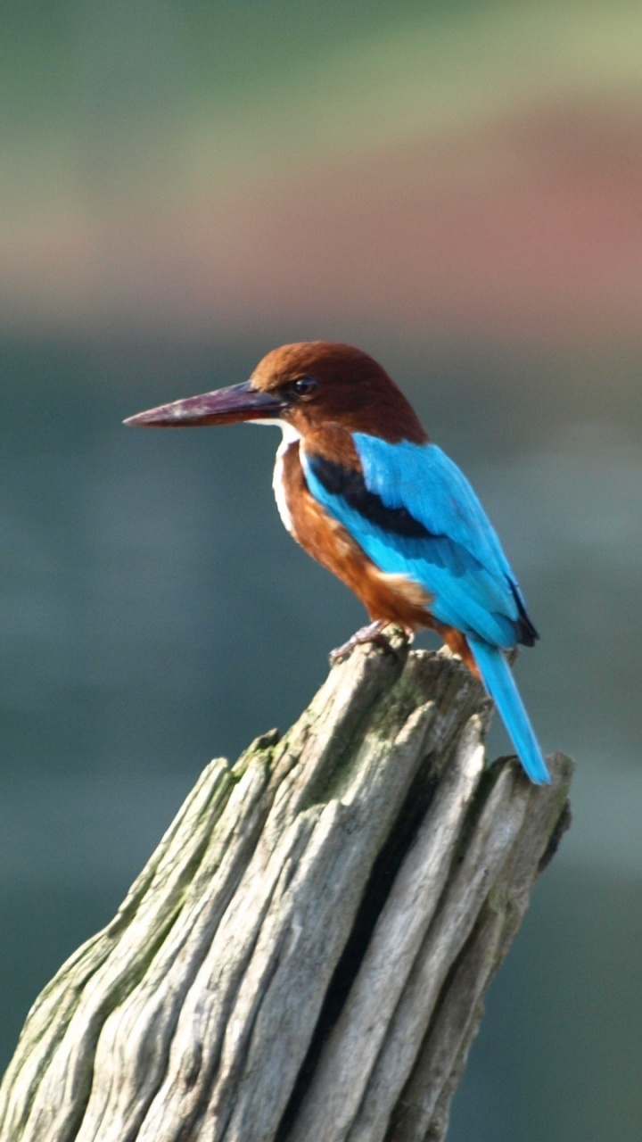 Oiseau Marron et Bleu Sur Une Clôture en Bois Marron. Wallpaper in 720x1280 Resolution