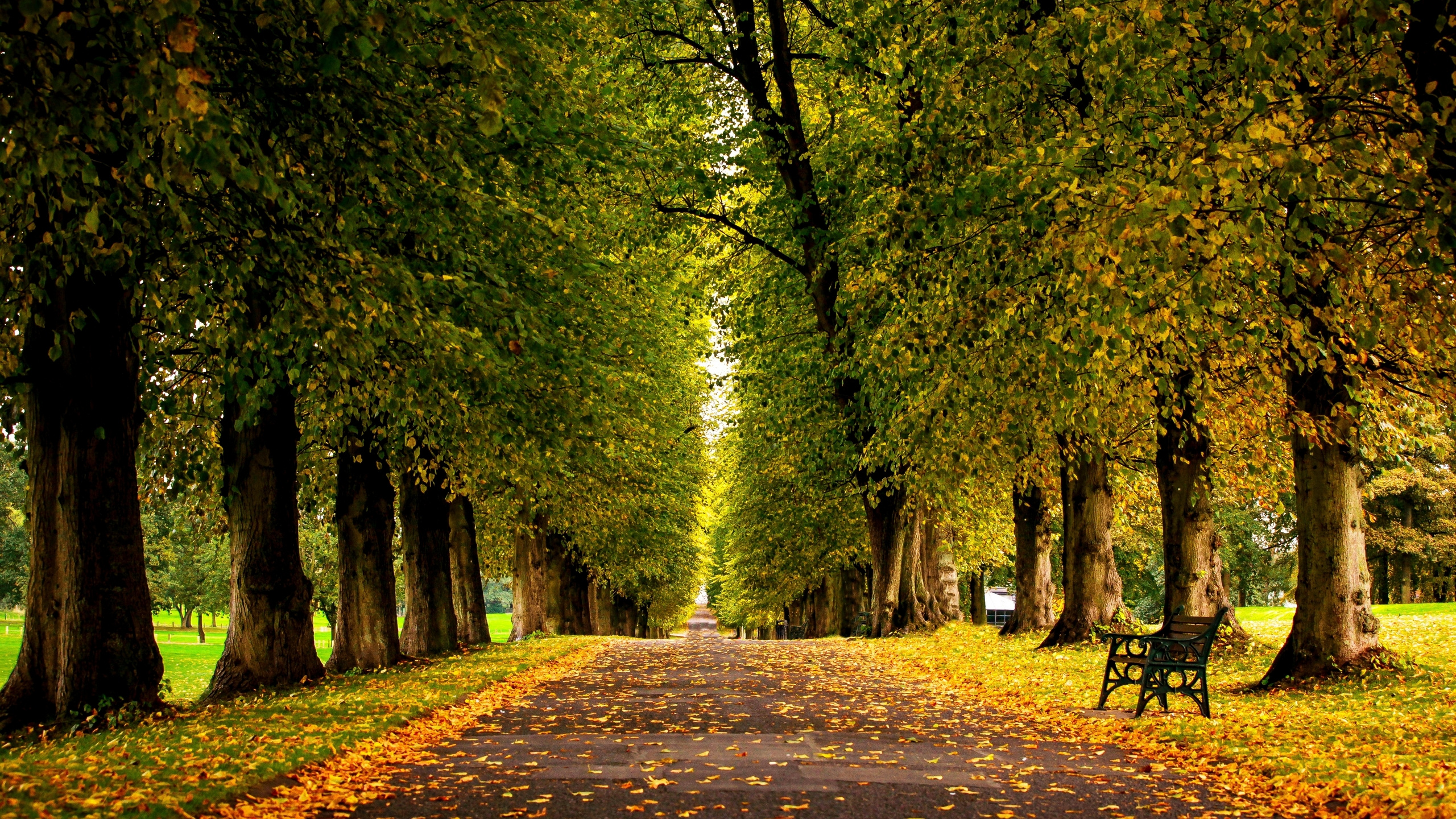 Brown and Green Trees on Forest During Daytime. Wallpaper in 2560x1440 Resolution