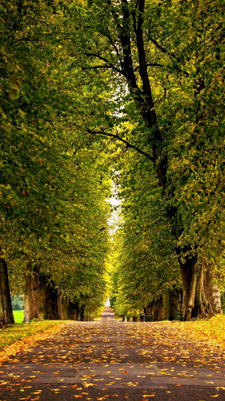 Brown and Green Trees on Forest During Daytime. Wallpaper in 750x1334 Resolution