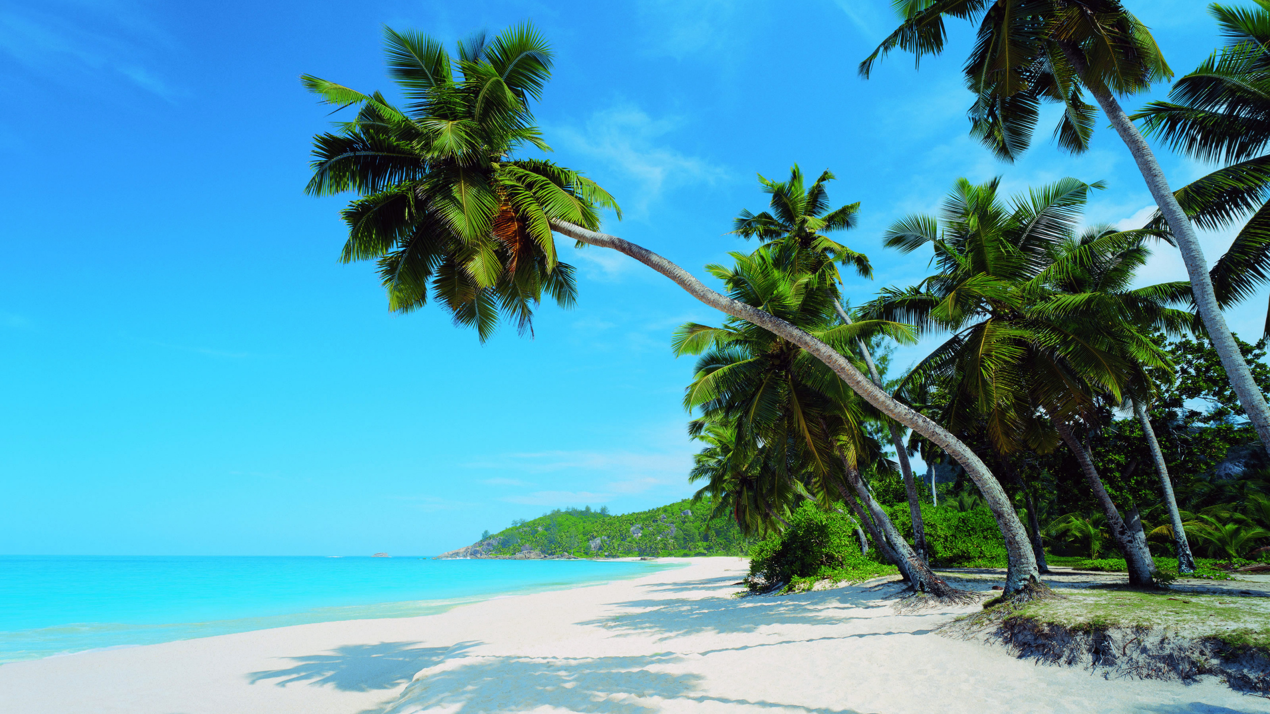 Palm Tree on White Sand Beach During Daytime. Wallpaper in 2560x1440 Resolution