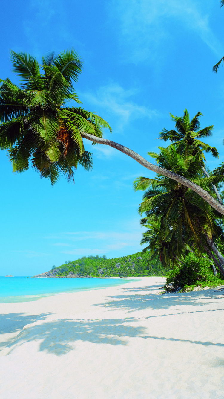 Palm Tree on White Sand Beach During Daytime. Wallpaper in 750x1334 Resolution