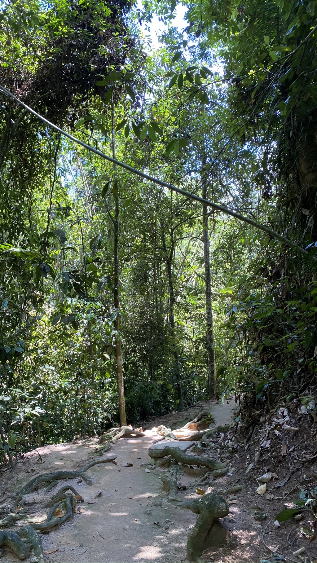 Vegetation, Nature, Natural Environment, Leaf, Forest. Wallpaper in 1080x1920 Resolution