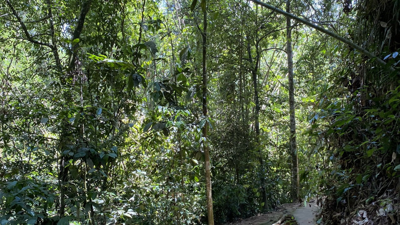 Vegetation, Nature, Natural Environment, Leaf, Forest. Wallpaper in 1280x720 Resolution