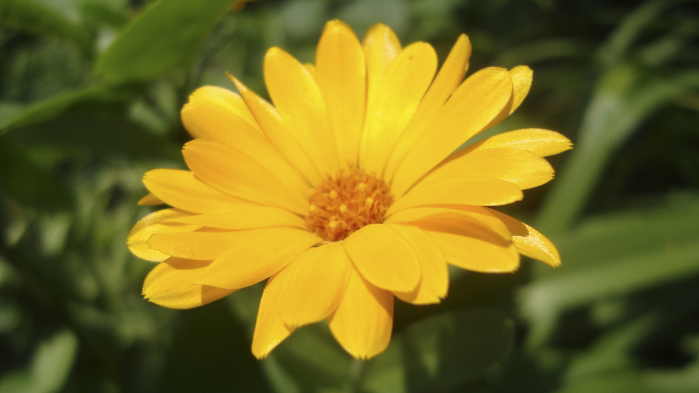 Fleur Jaune Dans L'objectif à Basculement. Wallpaper in 1366x768 Resolution