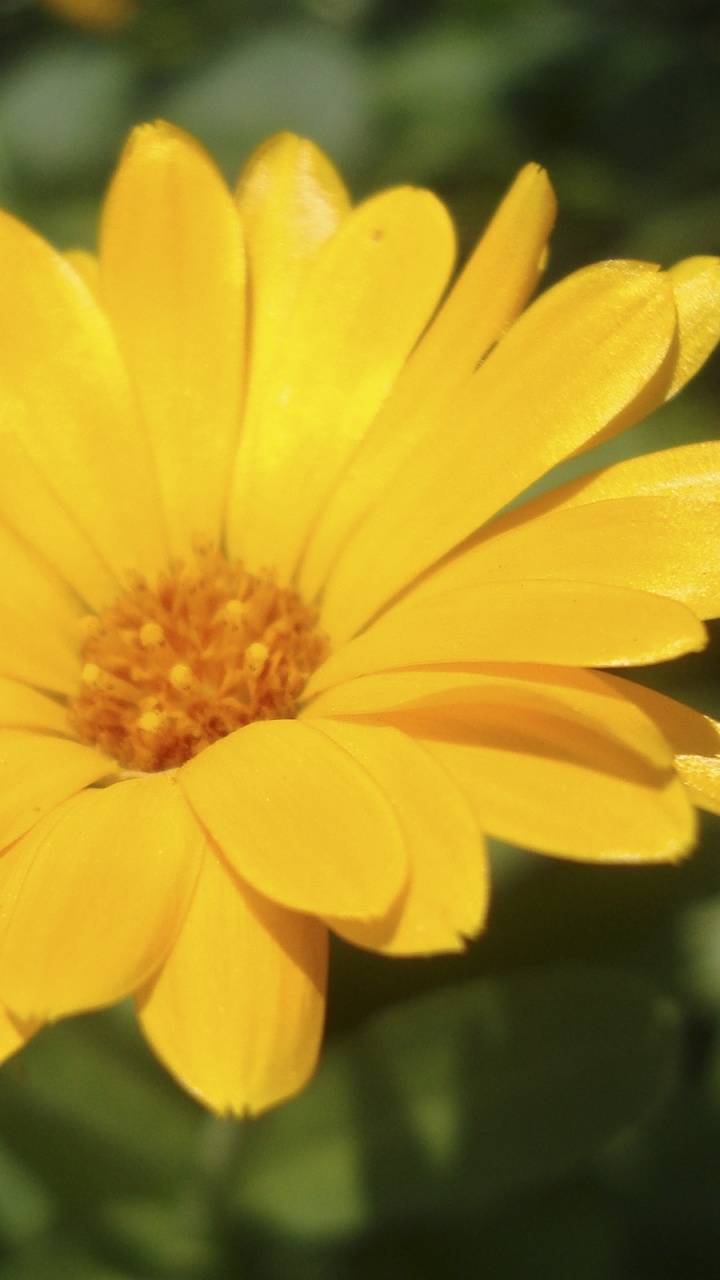 Fleur Jaune Dans L'objectif à Basculement. Wallpaper in 720x1280 Resolution