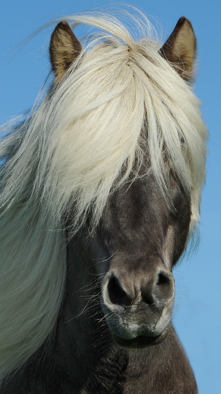 Caballo Blanco y Marrón Bajo un Cielo Azul Durante el Día. Wallpaper in 720x1280 Resolution