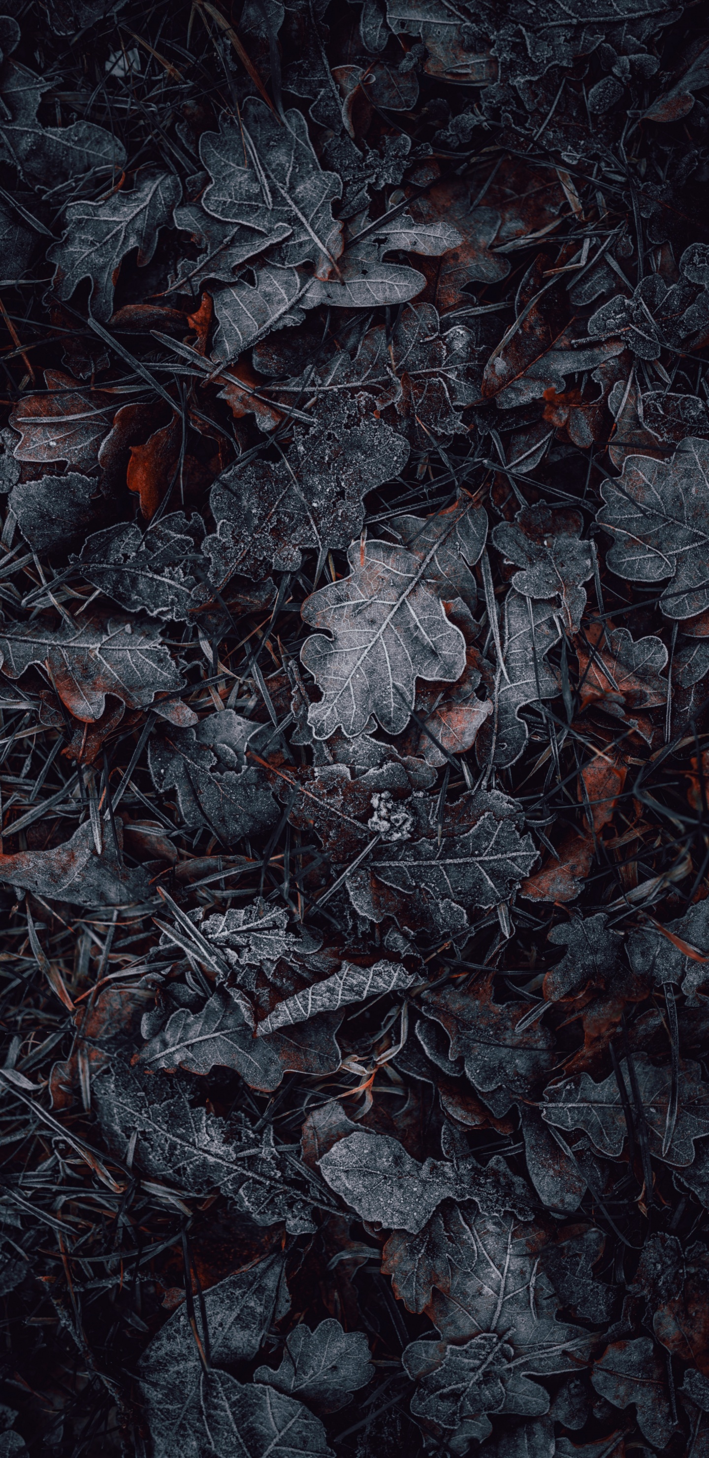 Muster, Metall, Design, Licht, POTD. Wallpaper in 1440x2960 Resolution