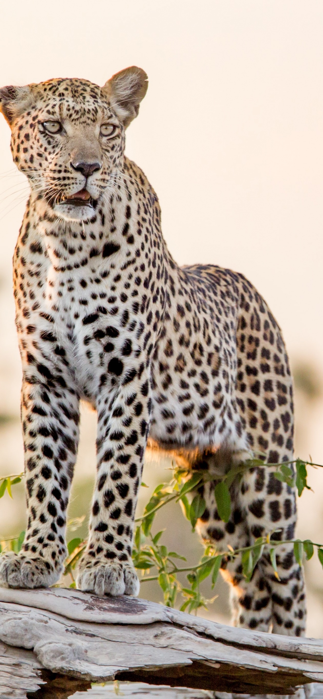 Leopard, Tiger, Jaguar, Gepard, Katze. Wallpaper in 1242x2688 Resolution