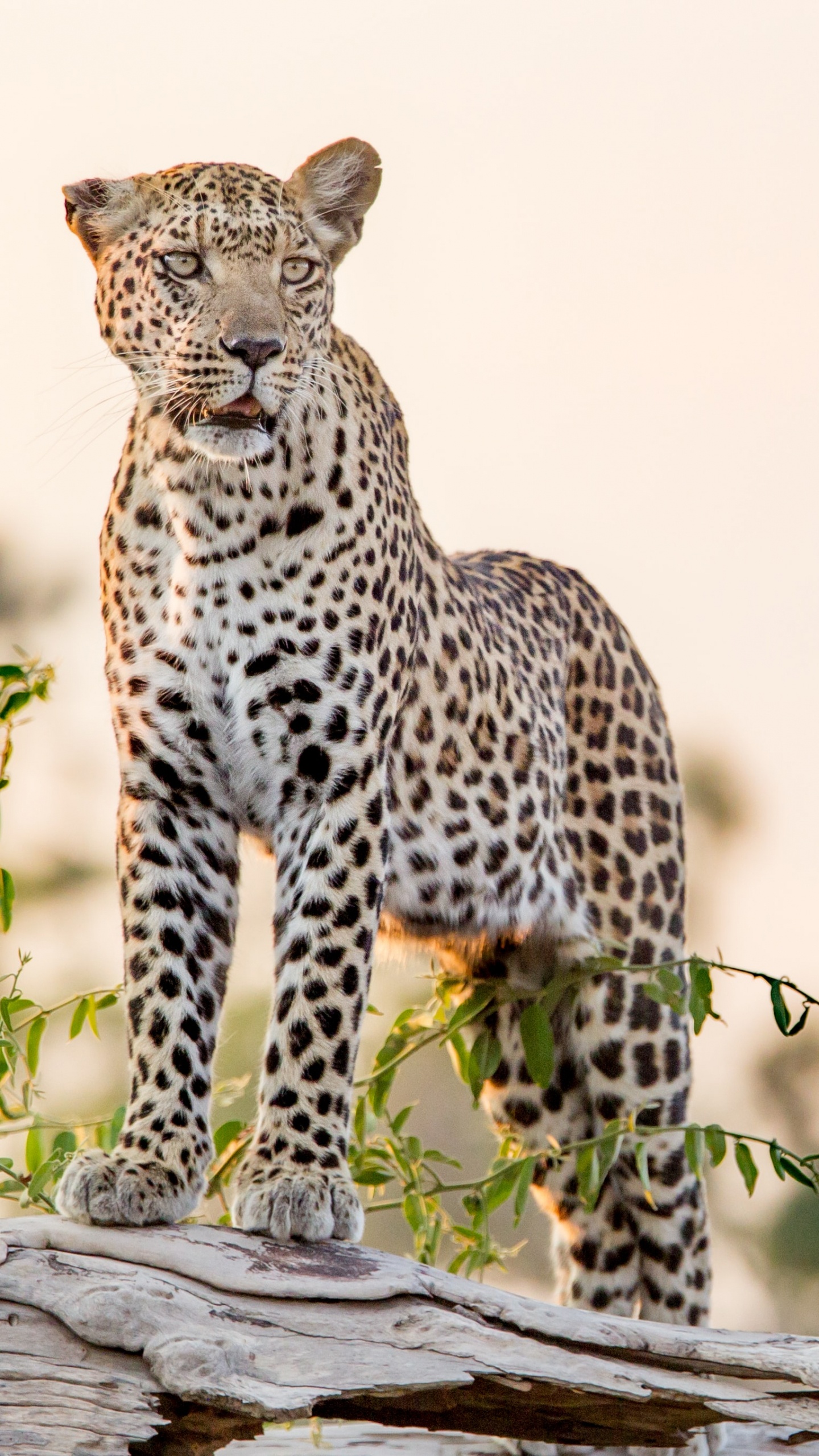 Leopard, Tigre, Jaguar, Cheetah, Big Cat. Wallpaper in 1440x2560 Resolution