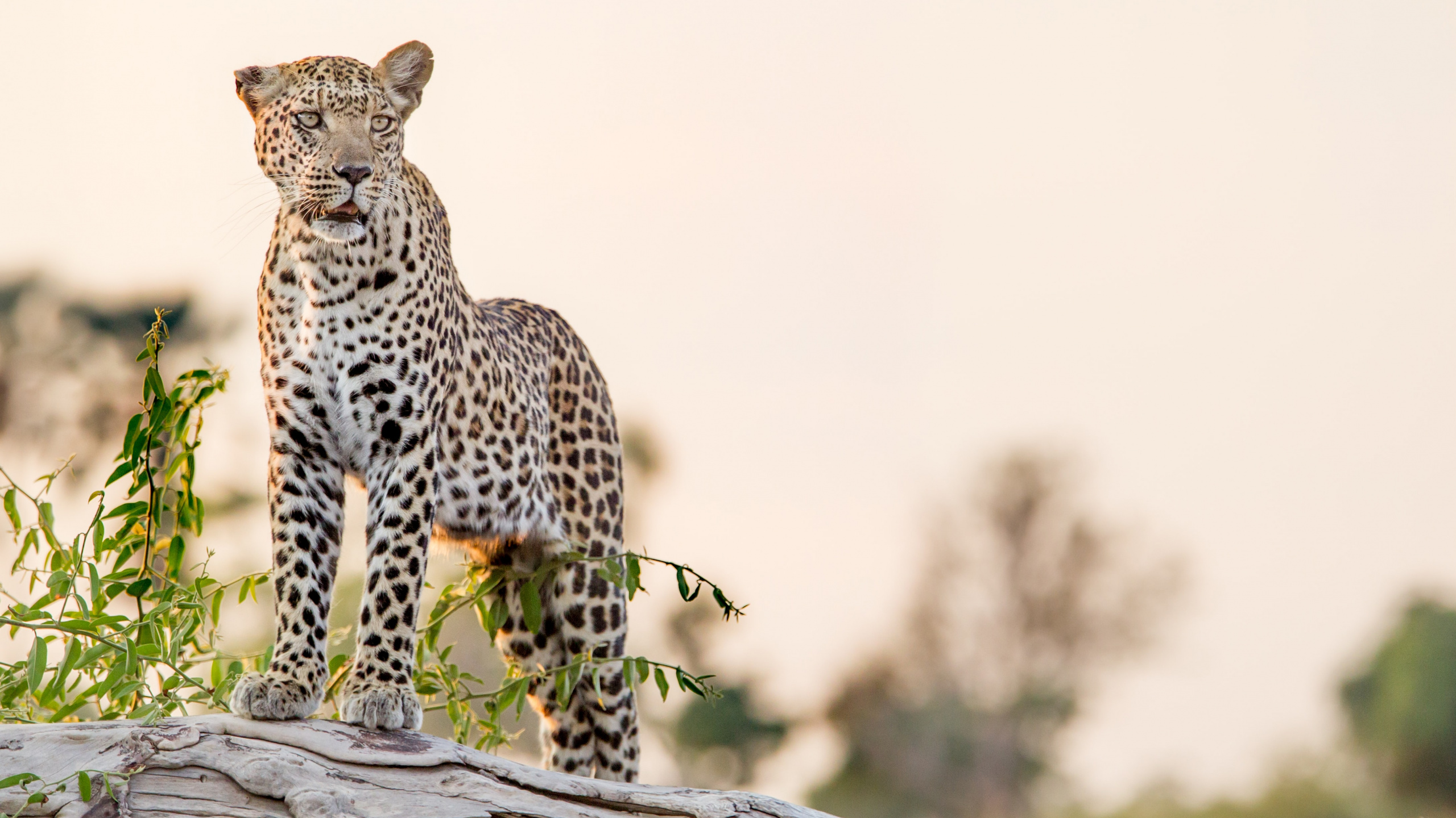 Leopard, Tigre, Jaguar, Guépard, Big Cat. Wallpaper in 2560x1440 Resolution