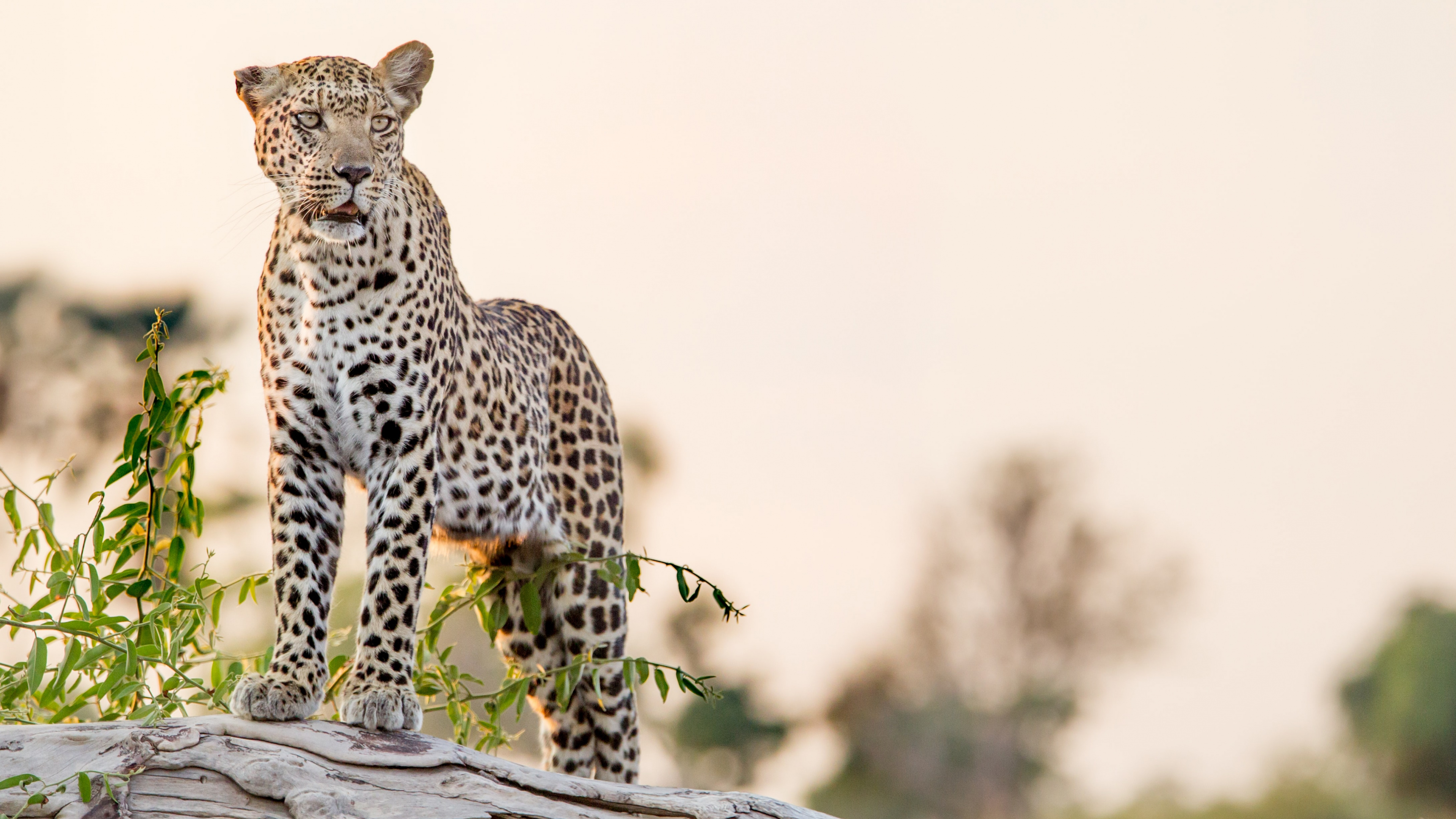 Leopard, Tigre, Jaguar, Guépard, Big Cat. Wallpaper in 3840x2160 Resolution