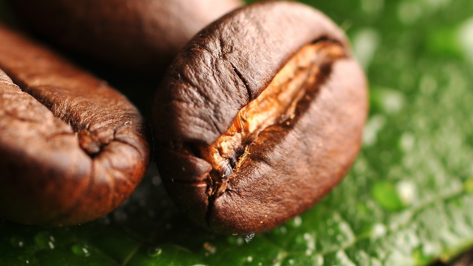 Braune Runde Frucht Auf Grünem Blatt. Wallpaper in 1920x1080 Resolution