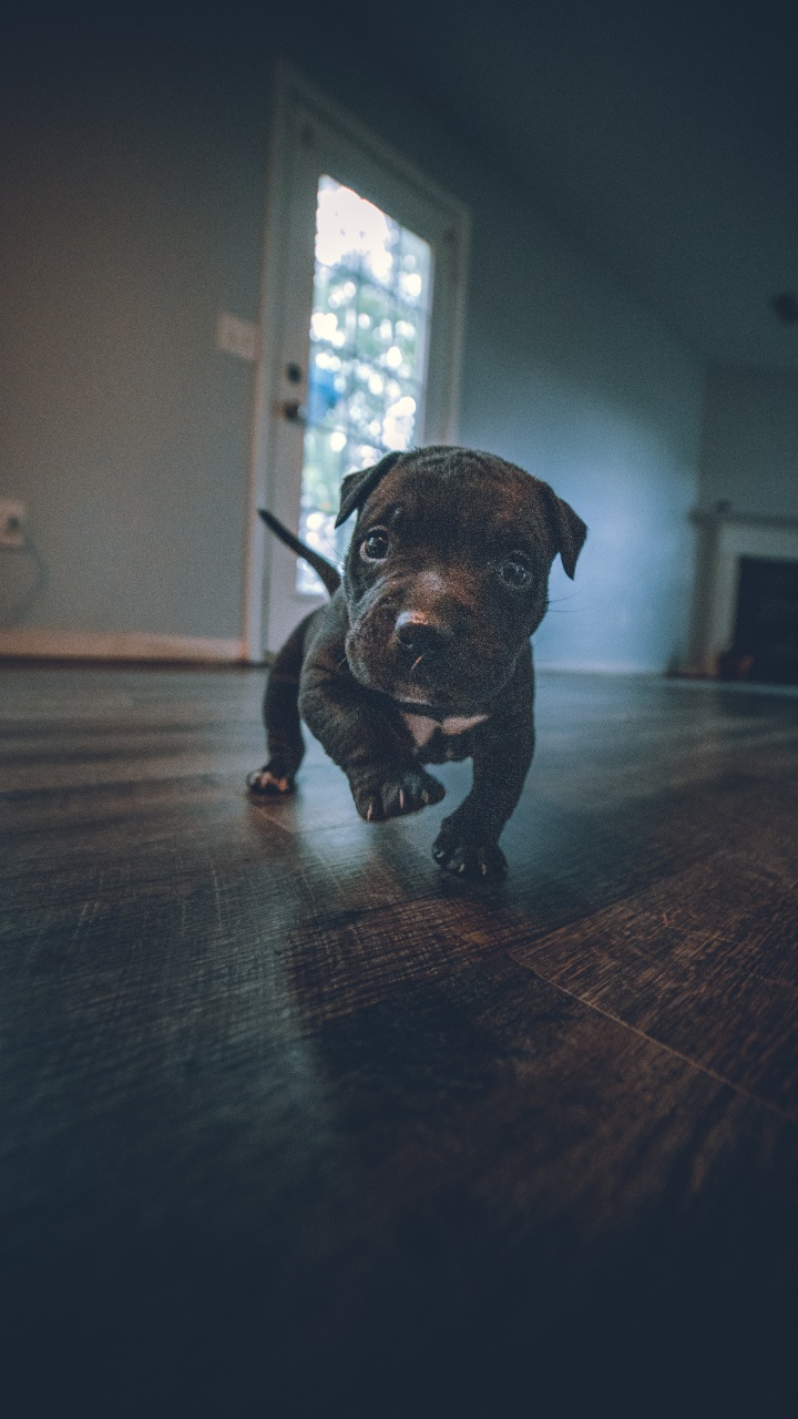 Dogge, American Pit Bull Terrier, Amerikanischer Tyrann, Canidae, Poodle. Wallpaper in 720x1280 Resolution