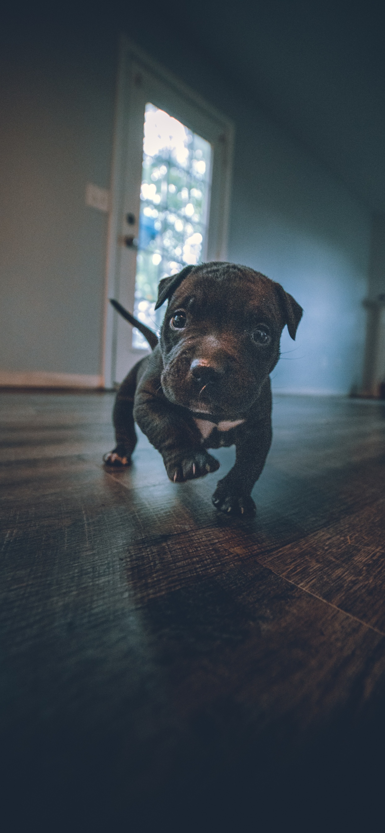 Gran Danés, American Pit Bull Terrier, Matón Americano, Canidae, Caniche. Wallpaper in 1242x2688 Resolution