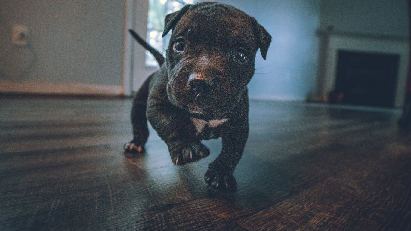 Gran Danés, American Pit Bull Terrier, Matón Americano, Canidae, Caniche. Wallpaper in 1366x768 Resolution