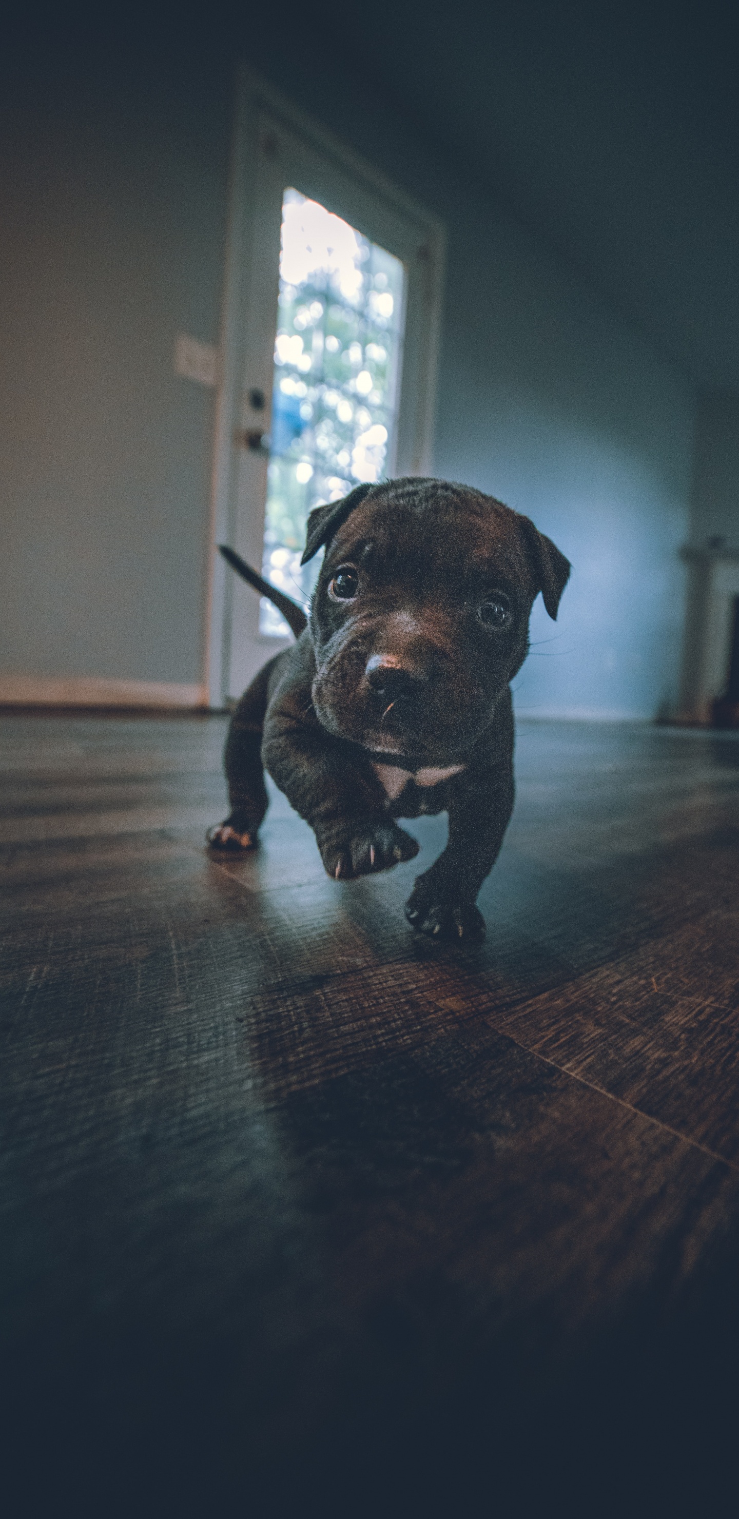 Great Dane, American Pit Bull Terrier, Tyran Américain, Canidés, Caniche. Wallpaper in 1440x2960 Resolution