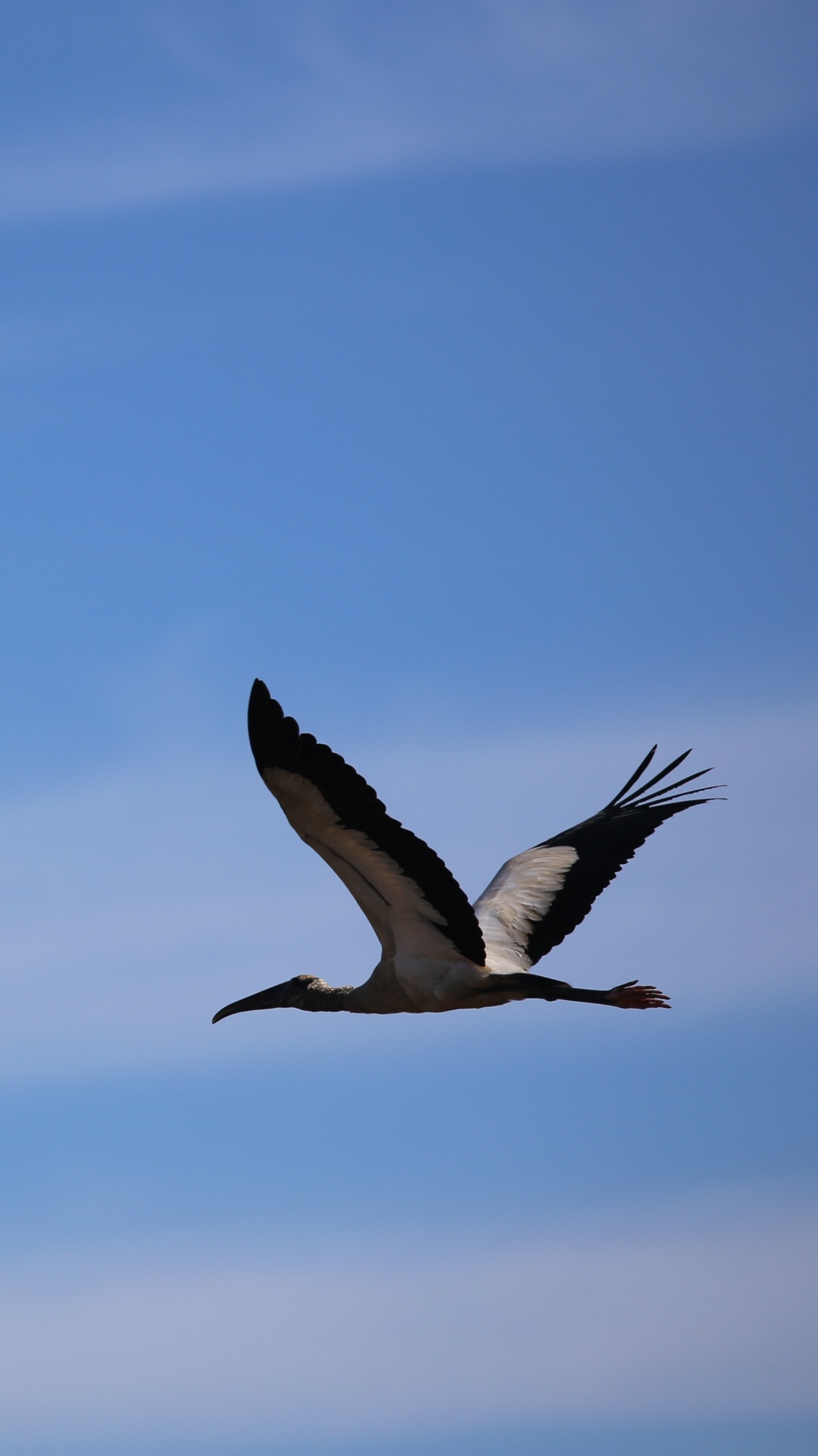 Pájaro Blanco y Negro Volando Bajo un Cielo Azul Durante el Día. Wallpaper in 1080x1920 Resolution