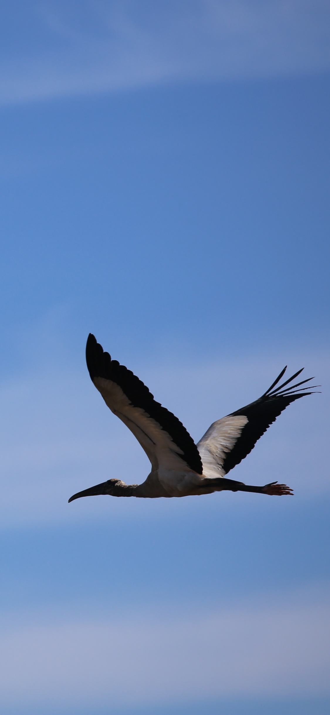 Pájaro Blanco y Negro Volando Bajo un Cielo Azul Durante el Día. Wallpaper in 1125x2436 Resolution