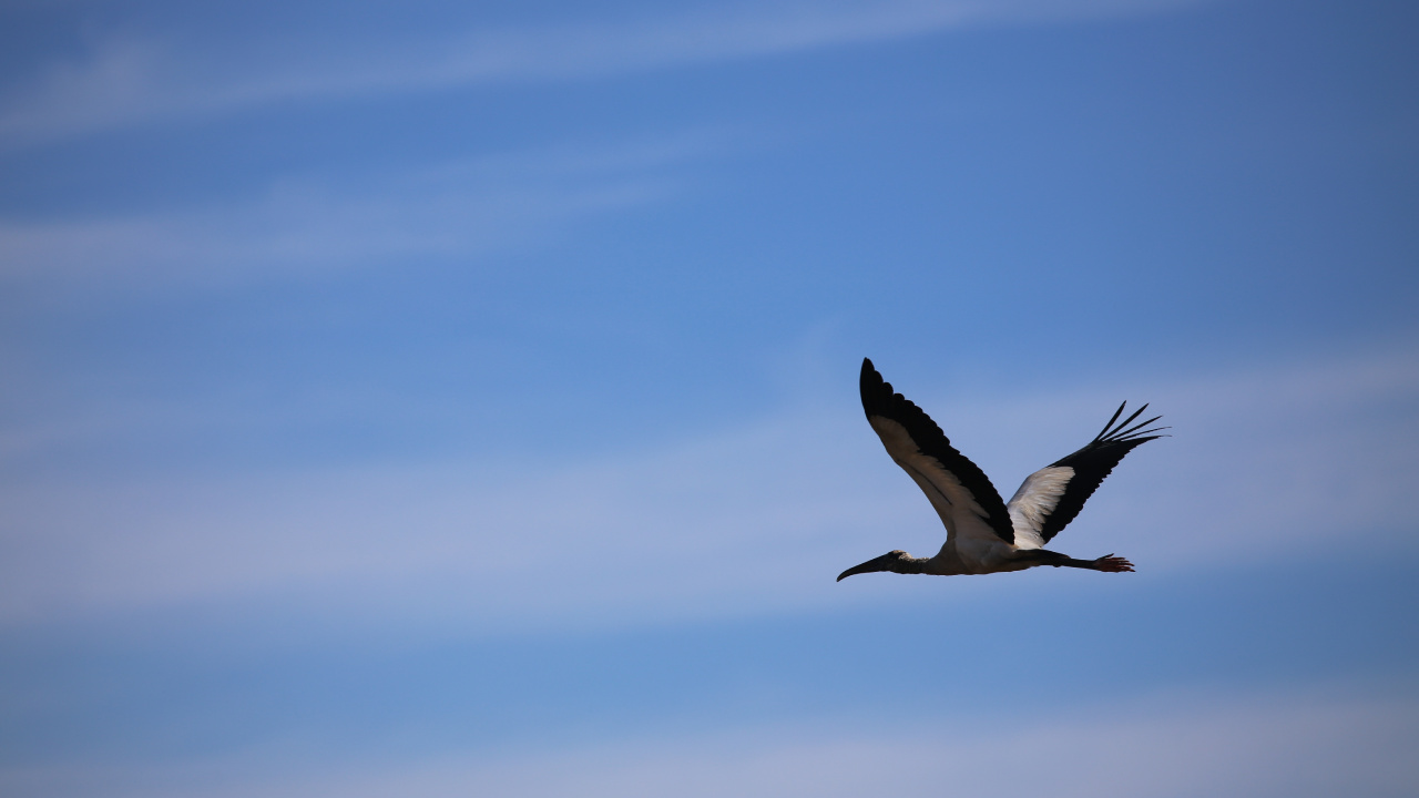 Pájaro Blanco y Negro Volando Bajo un Cielo Azul Durante el Día. Wallpaper in 1280x720 Resolution