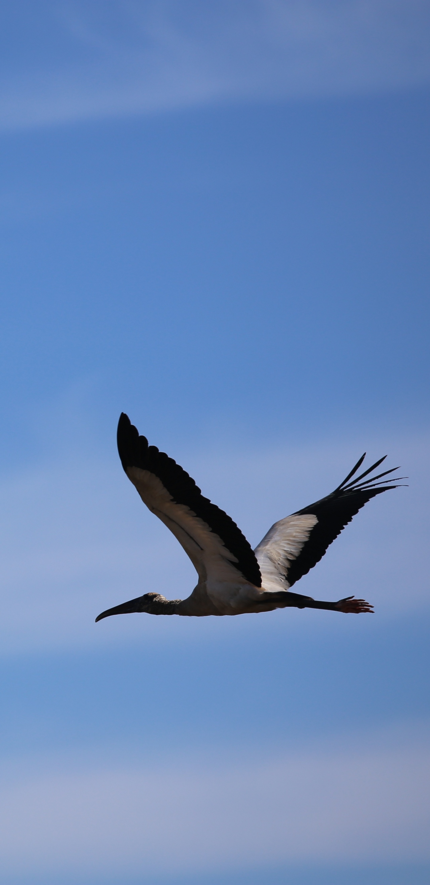 Weißer Und Schwarzer Vogel, Der Tagsüber Unter Blauem Himmel Fliegt. Wallpaper in 1440x2960 Resolution