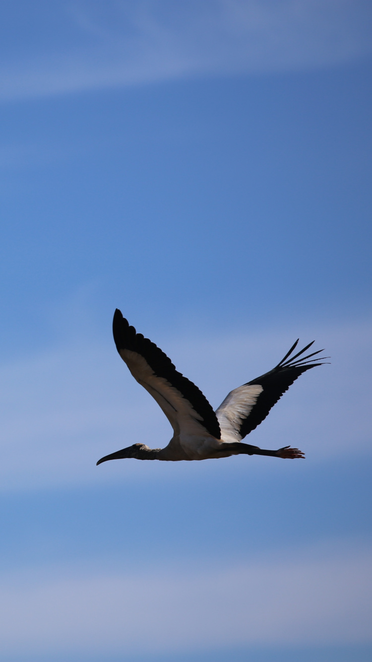 Weißer Und Schwarzer Vogel, Der Tagsüber Unter Blauem Himmel Fliegt. Wallpaper in 750x1334 Resolution