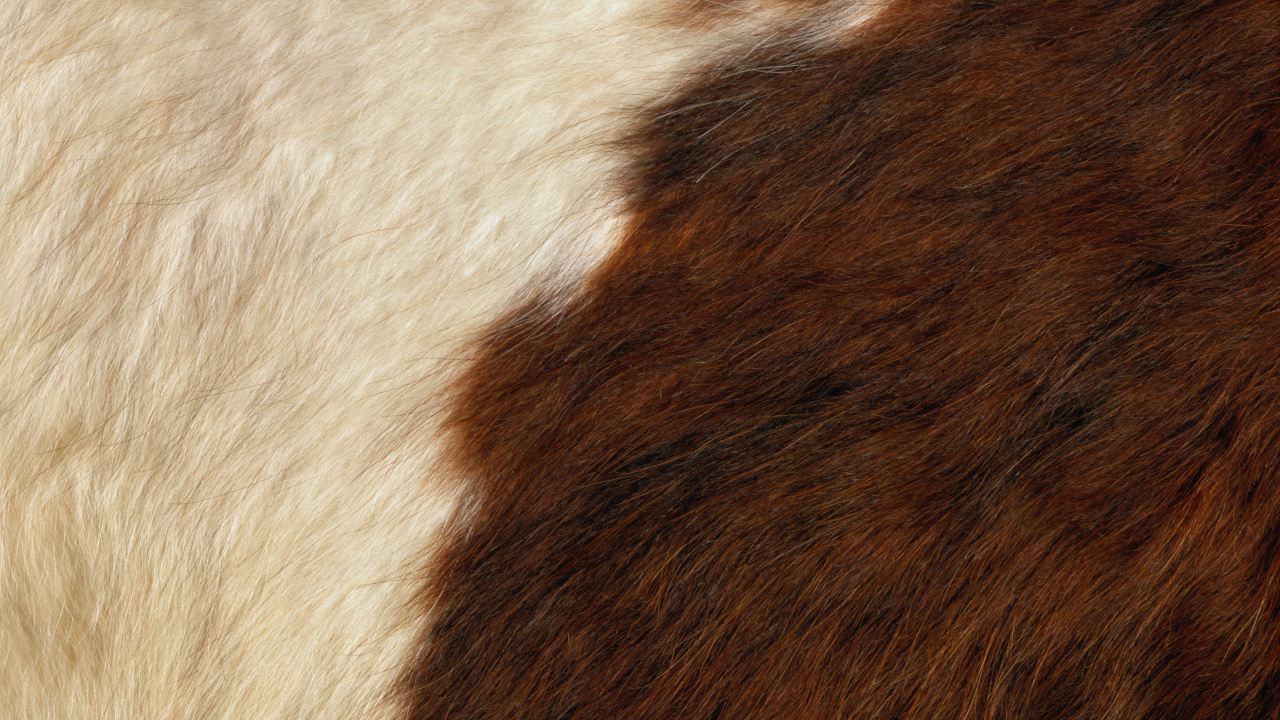 White and Brown Fur Textile. Wallpaper in 1280x720 Resolution