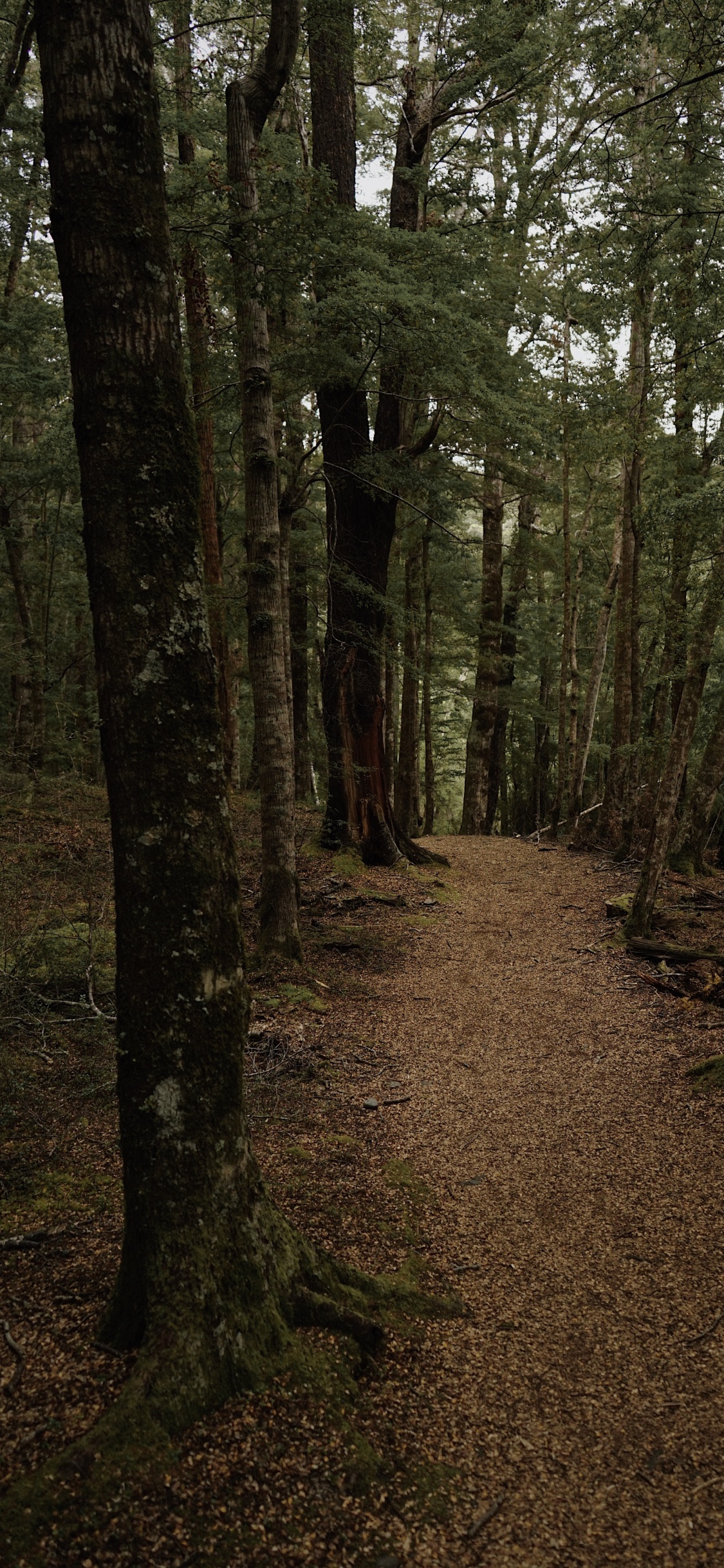 Forest, Woodland, Nature, Spruce Fir Forest, Northern Hardwood Forest. Wallpaper in 1125x2436 Resolution