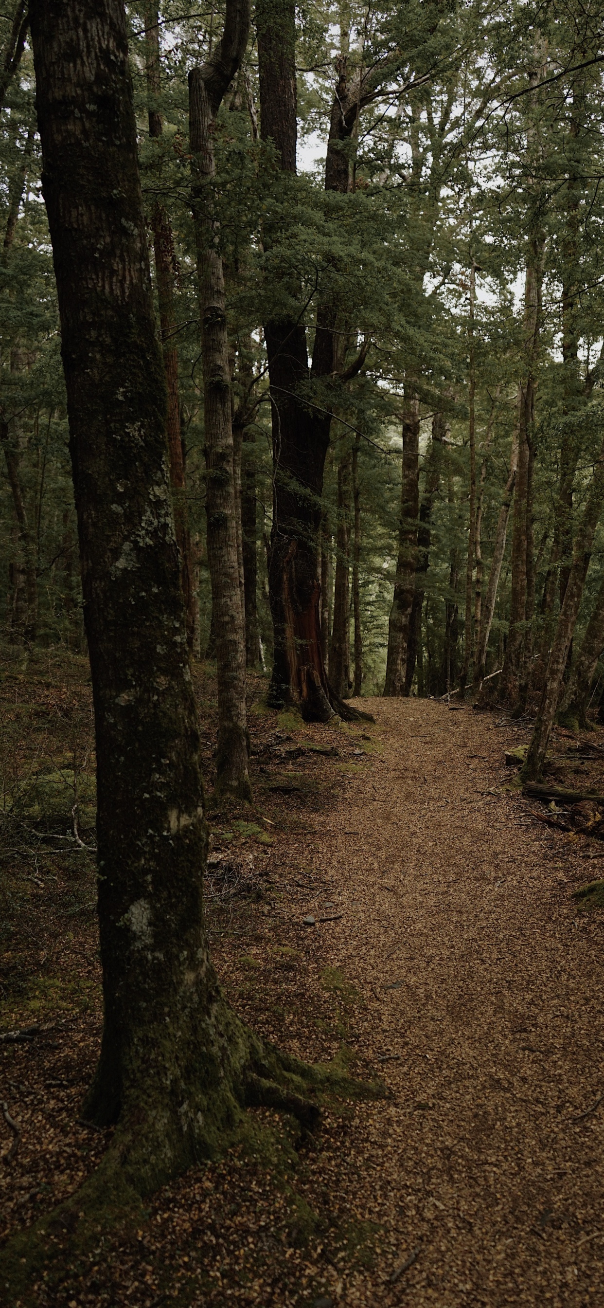 Forest, Woodland, Nature, Spruce Fir Forest, Northern Hardwood Forest. Wallpaper in 1242x2688 Resolution