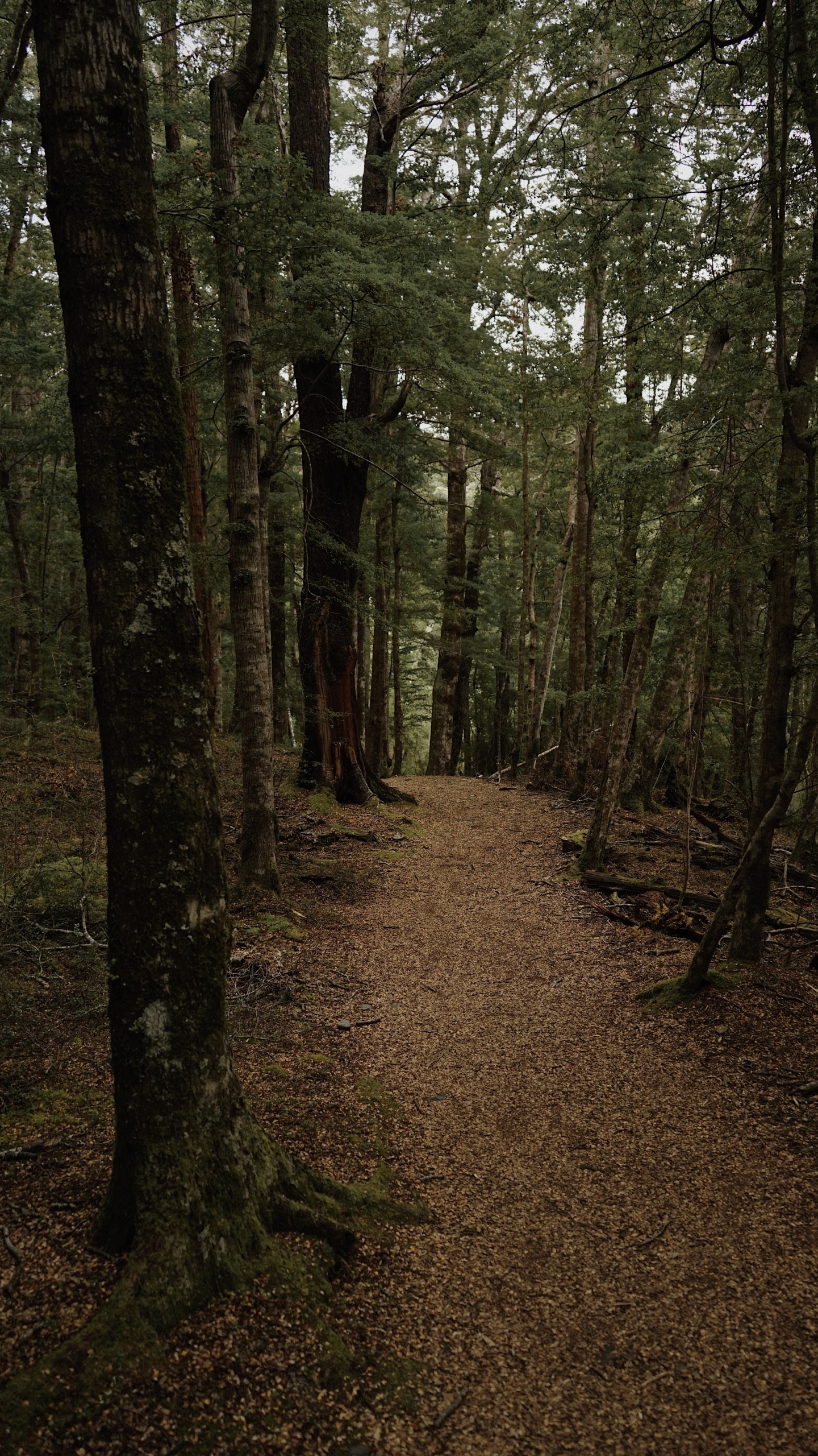 Forest, Woodland, Nature, Spruce Fir Forest, Northern Hardwood Forest. Wallpaper in 1440x2560 Resolution