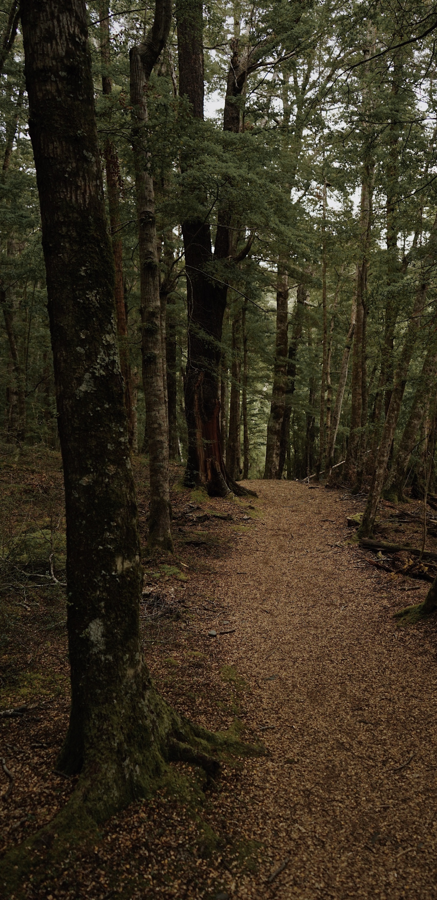 Forest, Woodland, Nature, Spruce Fir Forest, Northern Hardwood Forest. Wallpaper in 1440x2960 Resolution