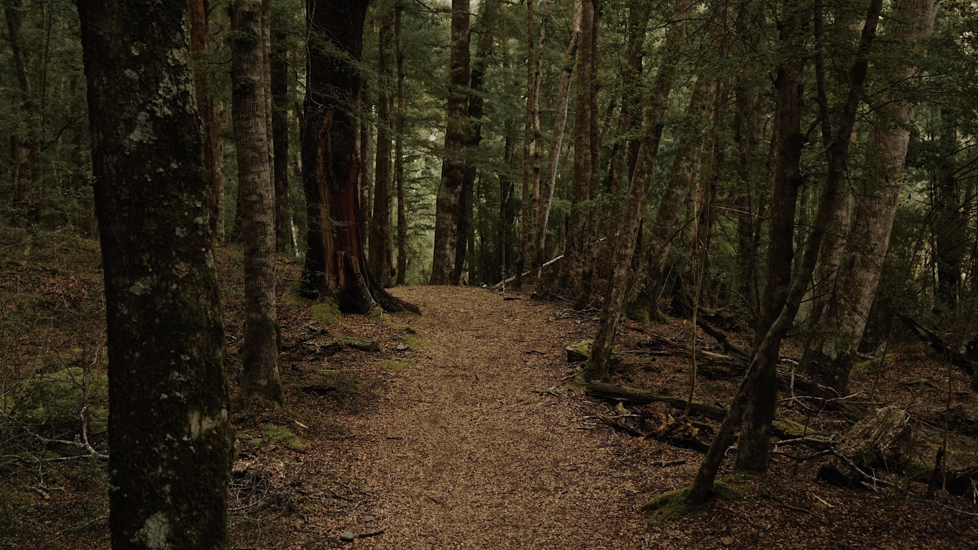 Forest, Woodland, Nature, Spruce Fir Forest, Northern Hardwood Forest. Wallpaper in 1920x1080 Resolution