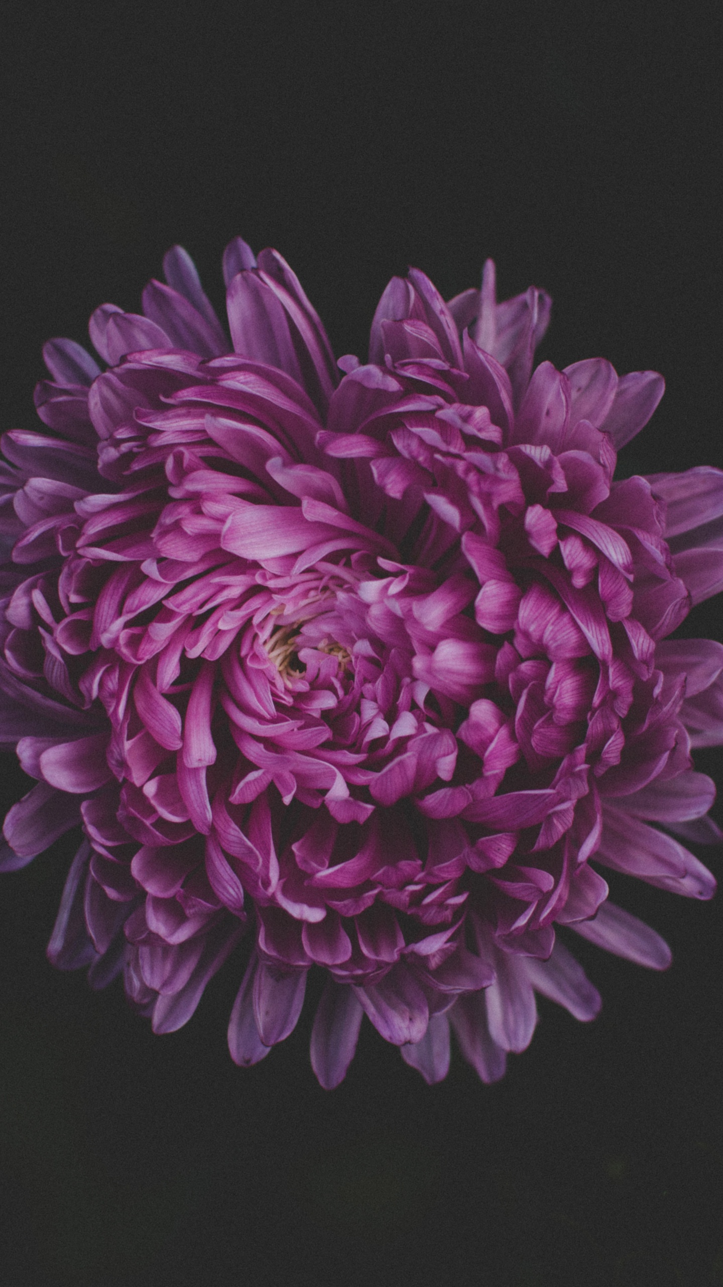 Lila Blume Auf Schwarzem Hintergrund. Wallpaper in 1440x2560 Resolution