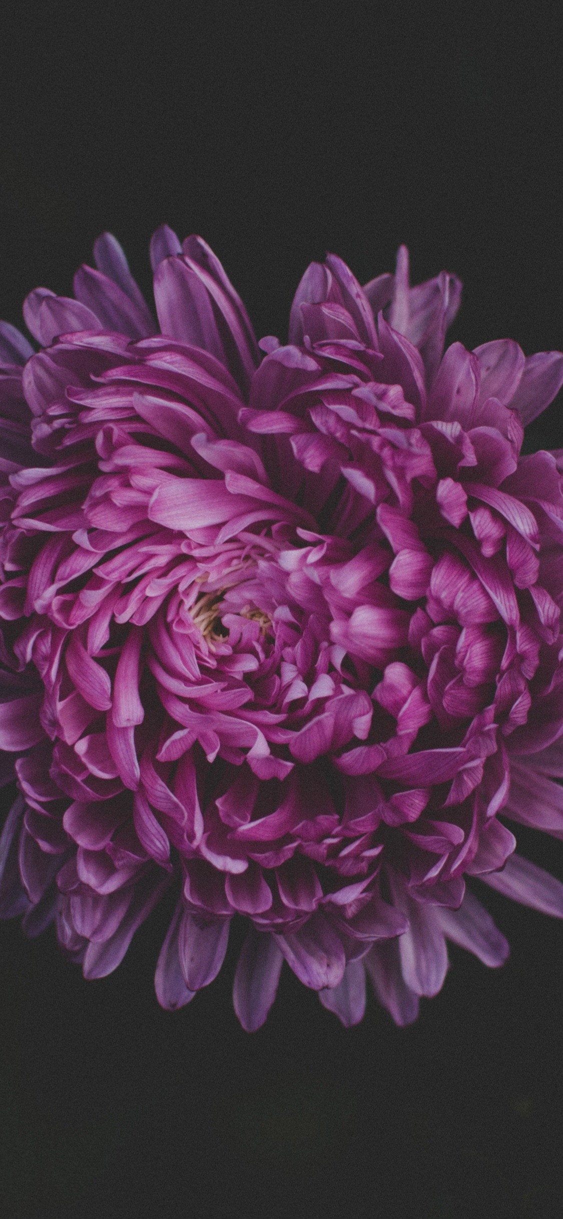 Fleur Violette Sur Fond Noir. Wallpaper in 1125x2436 Resolution
