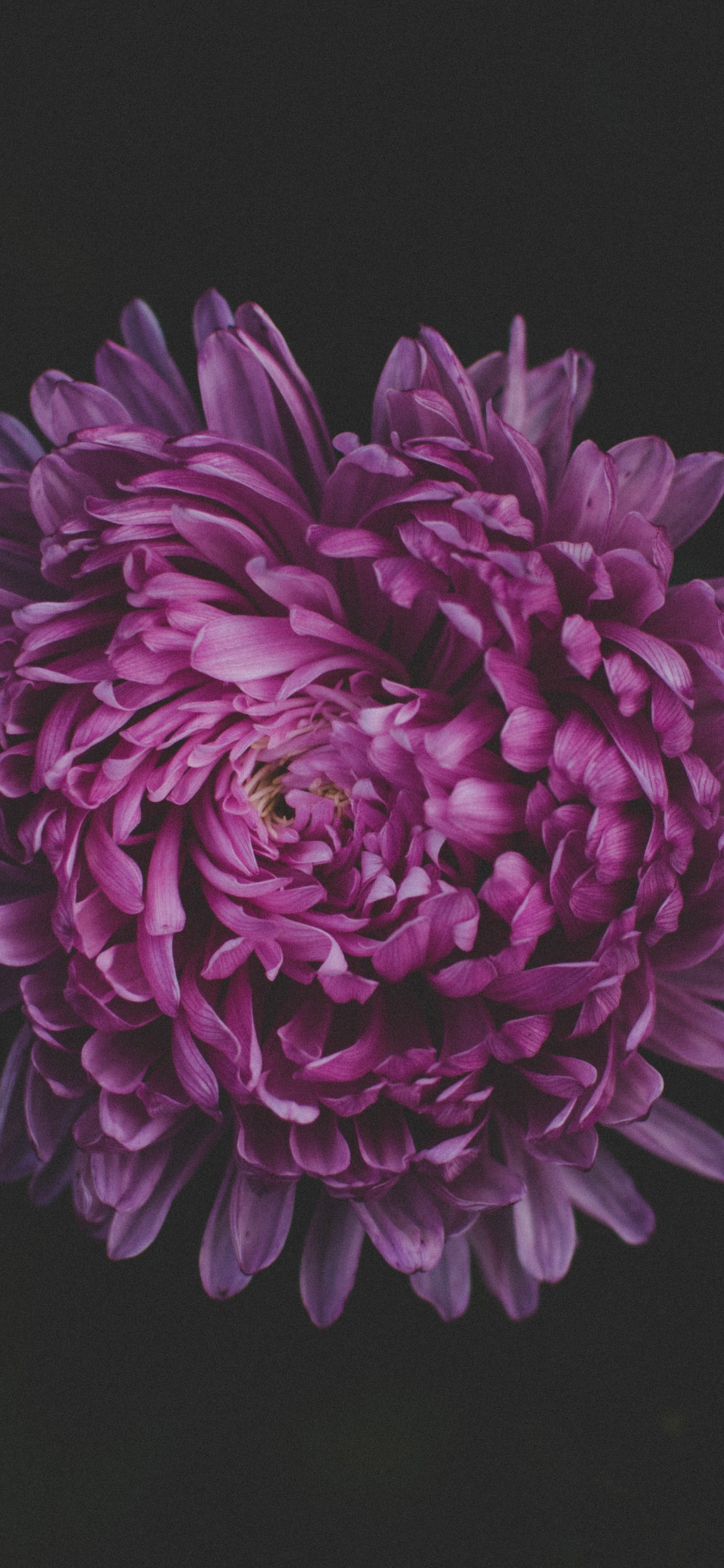 Fleur Violette Sur Fond Noir. Wallpaper in 1242x2688 Resolution