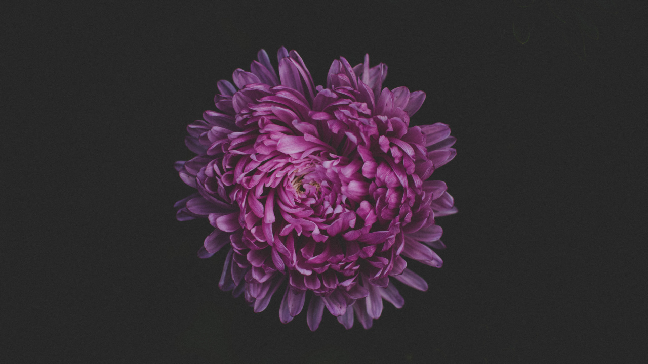 Fleur Violette Sur Fond Noir. Wallpaper in 1280x720 Resolution
