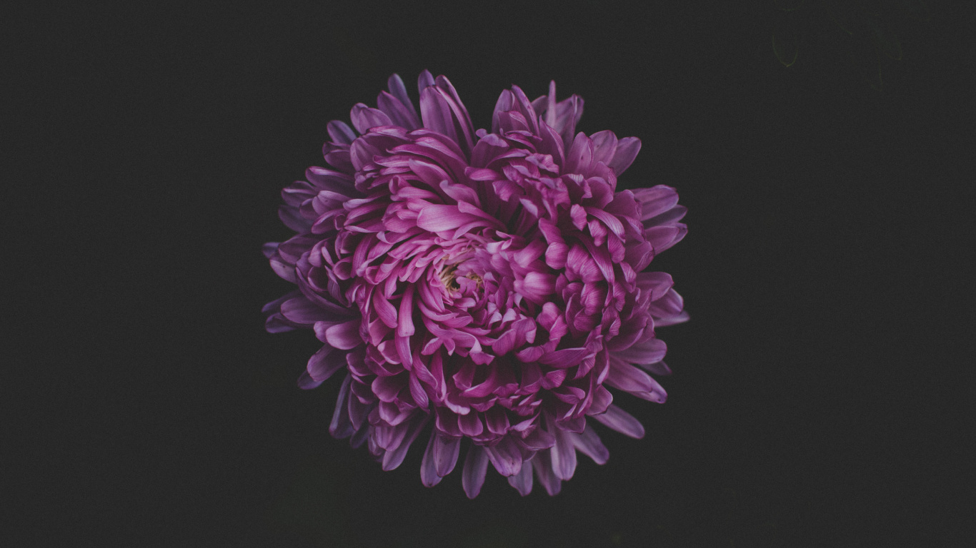 Fleur Violette Sur Fond Noir. Wallpaper in 1366x768 Resolution