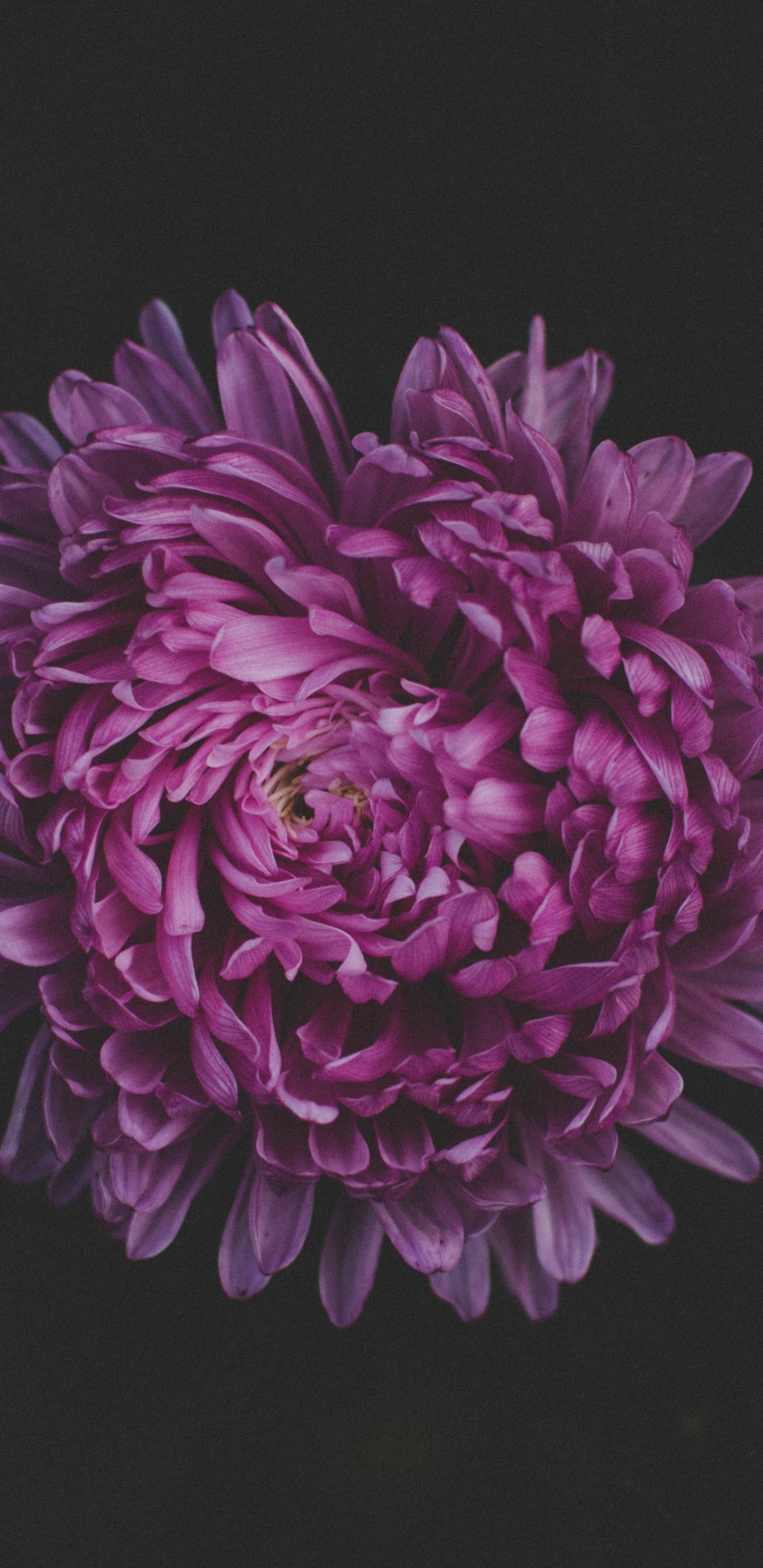 Fleur Violette Sur Fond Noir. Wallpaper in 1440x2960 Resolution