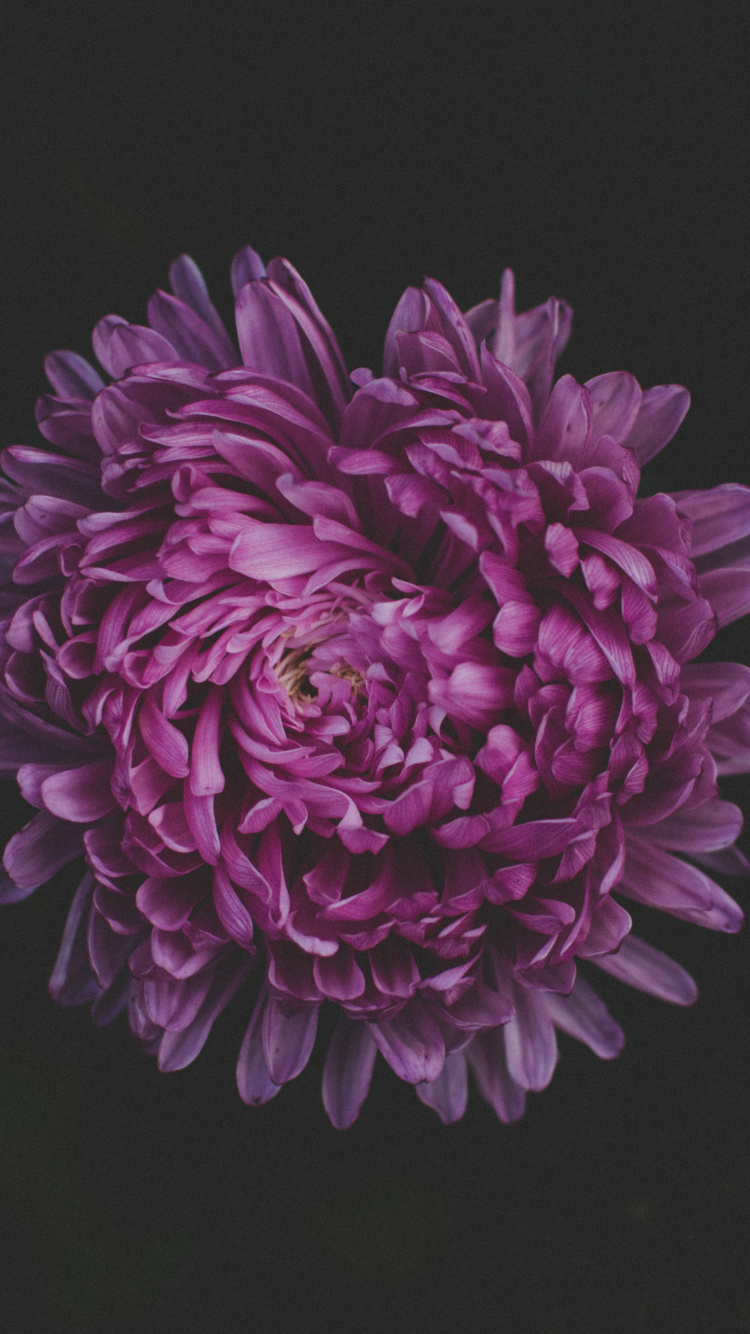 Fleur Violette Sur Fond Noir. Wallpaper in 750x1334 Resolution