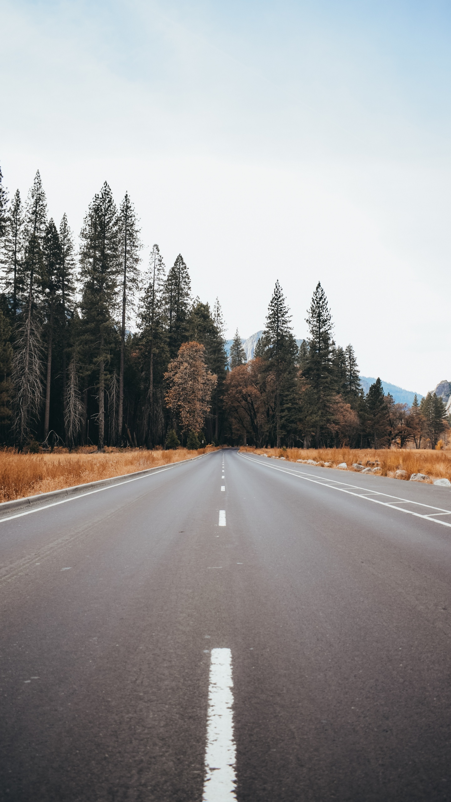 Road, Asphalt, Naturlandschaft, Baum, Durchgangsstraße. Wallpaper in 1440x2560 Resolution