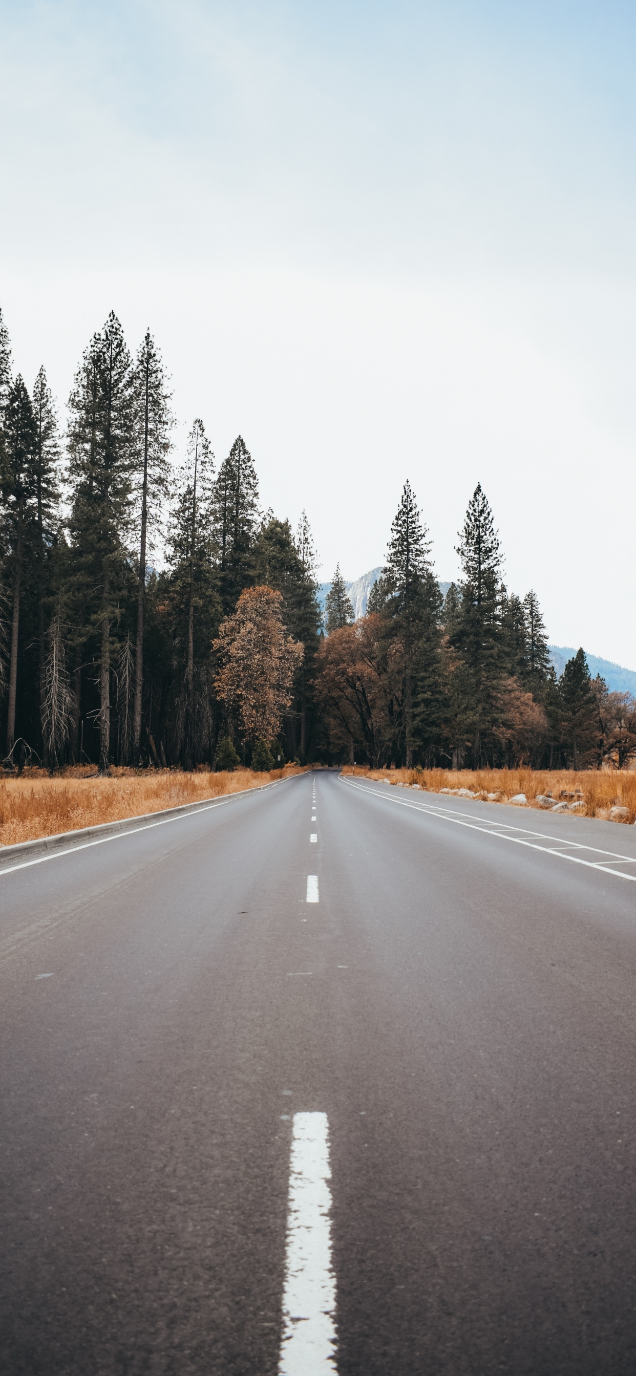 Road, Asphalt, Highway, Natural Landscape, Tree. Wallpaper in 1242x2688 Resolution