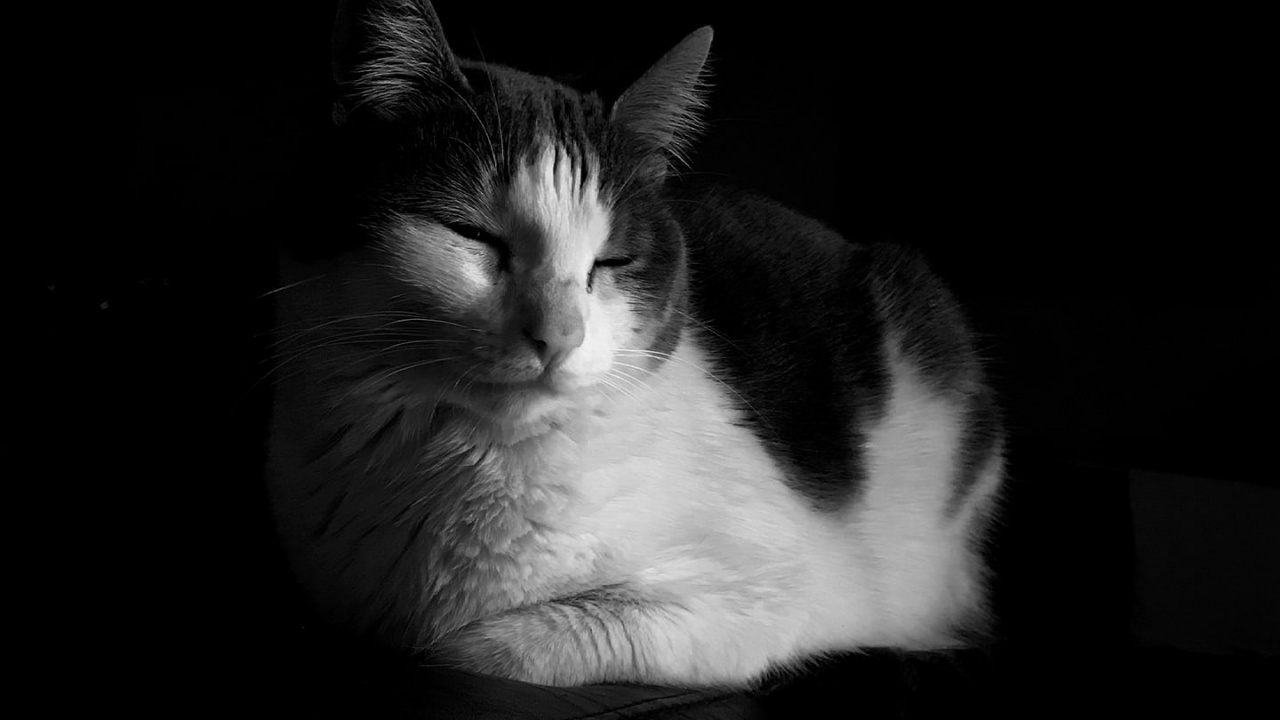 Kermanshahi, Kurdische Musik, Katze, Medium, Felidae. Wallpaper in 1280x720 Resolution