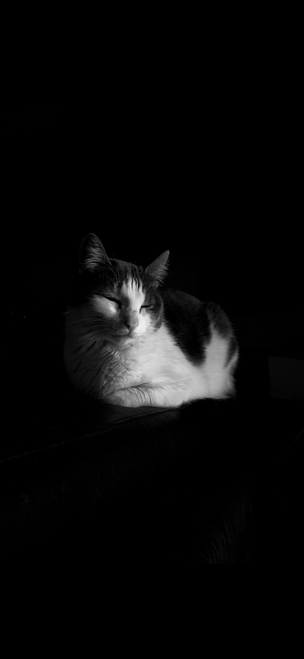 Kermanshahi, Música Kurda, Gato, Medio, Felidae. Wallpaper in 1242x2688 Resolution