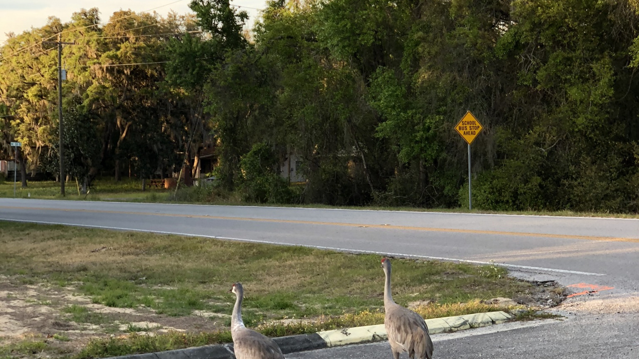 Skull, Birds, Science, Biology, Bird. Wallpaper in 1280x720 Resolution
