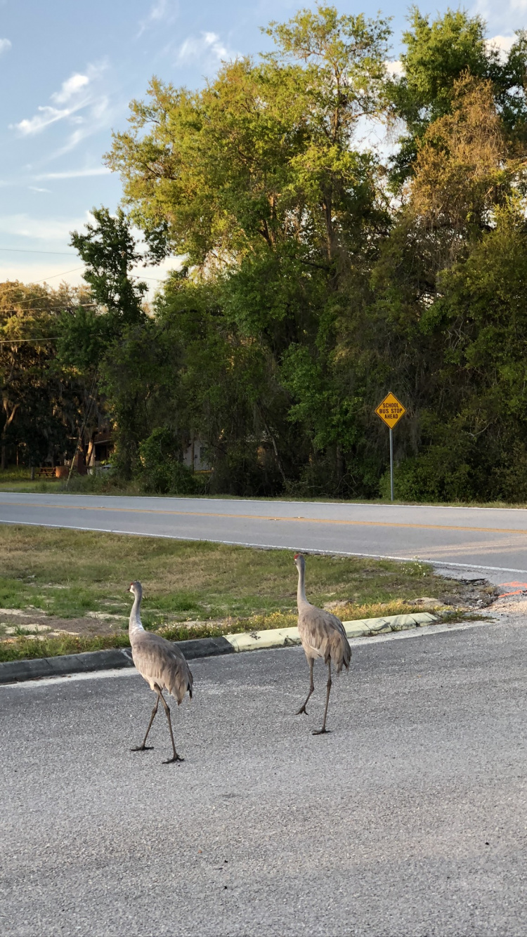 Skull, Birds, Science, Biology, Bird. Wallpaper in 750x1334 Resolution