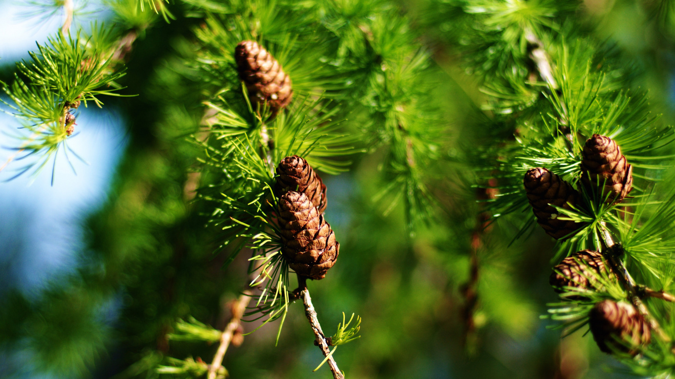 Brown and Green Plant During Daytime. Wallpaper in 1366x768 Resolution