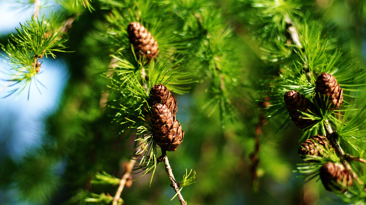 Plante Brune et Verte Pendant la Journée. Wallpaper in 1280x720 Resolution