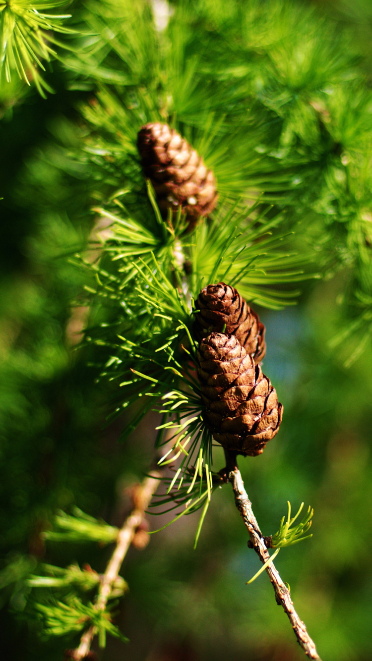 Plante Brune et Verte Pendant la Journée. Wallpaper in 750x1334 Resolution