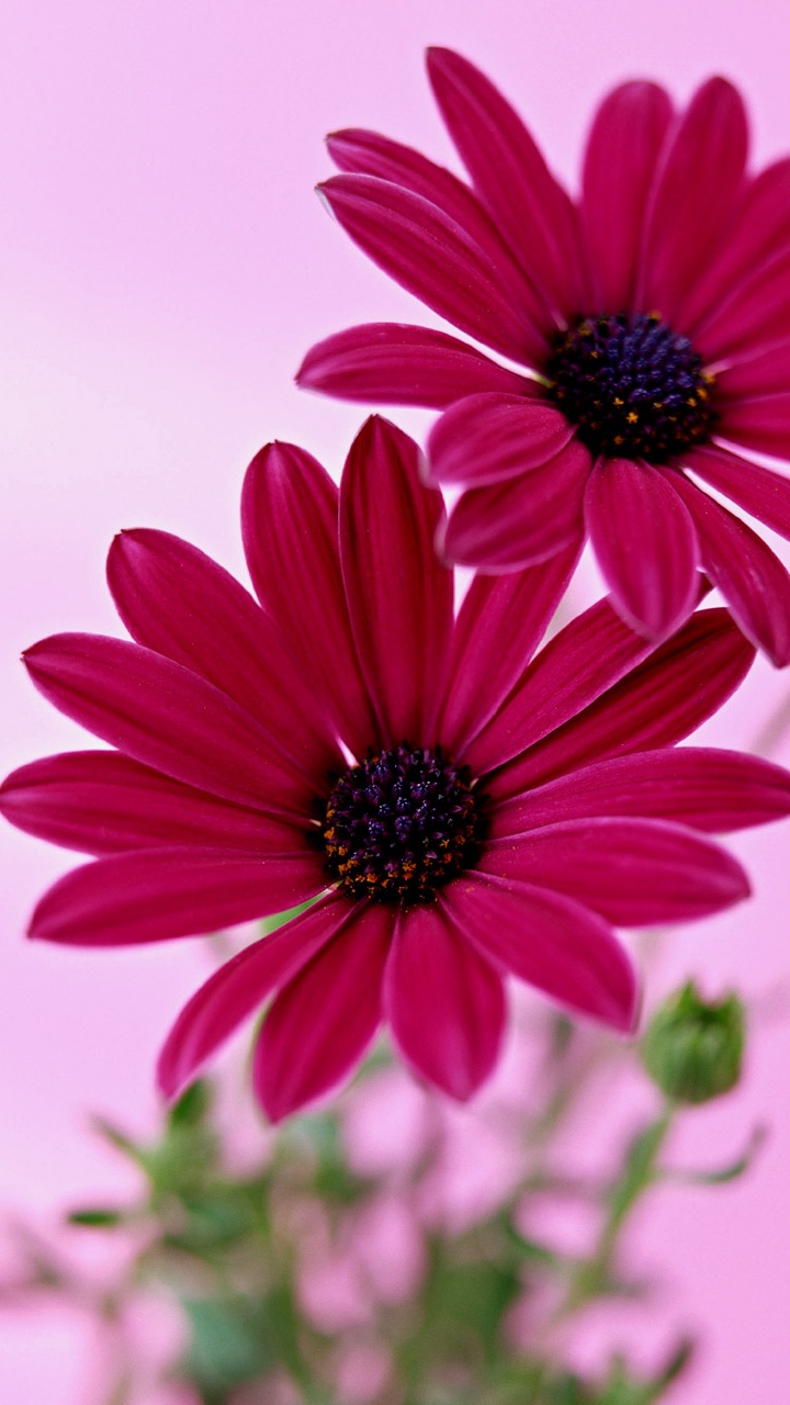 Marguerite Rose en Photographie Rapprochée. Wallpaper in 720x1280 Resolution