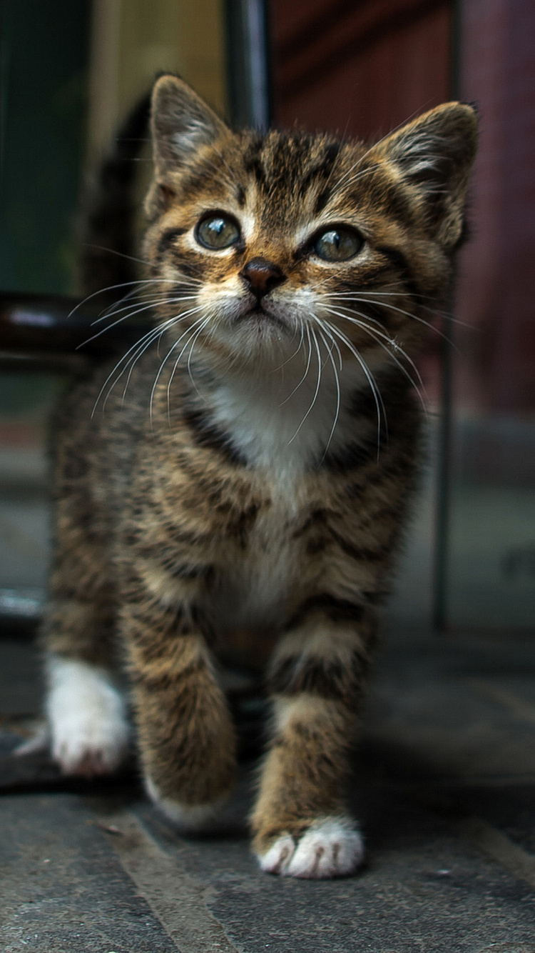 Whiskers, Dragon Li, Siamese Cat, Felidae, Great Dane. Wallpaper in 750x1334 Resolution